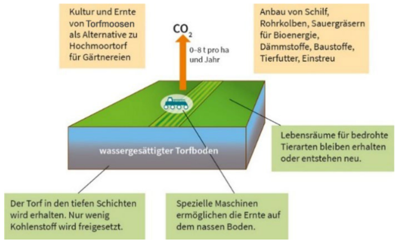 Schematische Darstellung: wassergesättigter Torfboden, Ernte mit Spezialmaschine, CO2-Emission, Nutzung von Schilf.